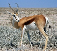 Springbok.jpg