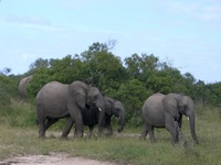 elephants.JPG