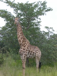 giraffe.JPG