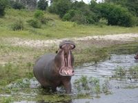 hippo.JPG