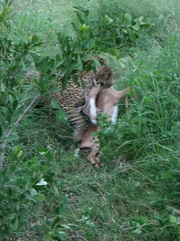leopards_hunting.JPG