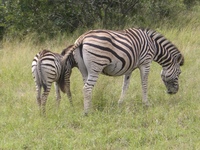 zebras.JPG