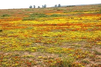 Namaqua Land2.JPG