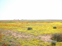 Namaqua Land4.JPG